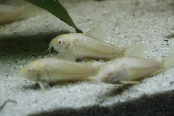 Красивый Альбинос Corydoras Corydoras Бронзовый Aeneus Пресноводных Рыб Аквариуме Высокое — стоковое фото