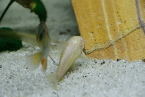 Güzel Albino Corydoras Corydoras Akvaryumda Bronz Aeneus Tatlı Balığı Yüksek — Stok fotoğraf