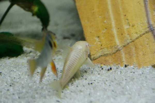 Красивый Альбинос Corydoras Corydoras Бронзовый Aeneus Пресноводных Рыб Аквариуме Высокое — стоковое фото