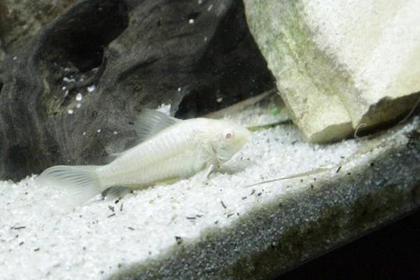 Красивый Альбинос Corydoras Corydoras Бронзовый Aeneus Пресноводных Рыб Аквариуме Высокое — стоковое фото