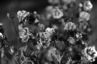 Aquilegia Vulgaris çiçeklerini kapatın. Yüksek kalite fotoğraf