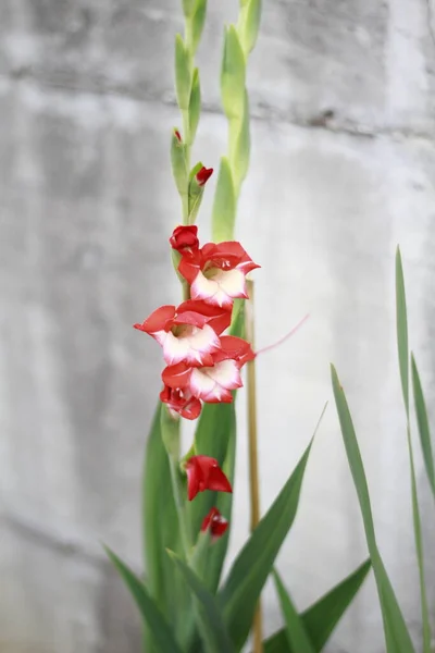 Close White Red Gladiolus High Quality Photo — Stock Photo, Image