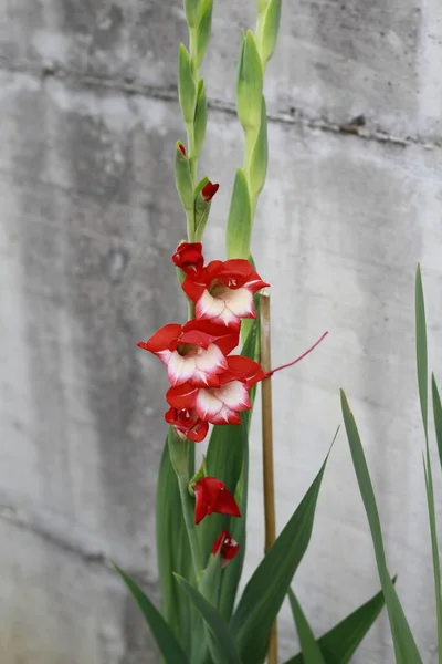 Close White Red Gladiolus High Quality Photo — Stock Photo, Image