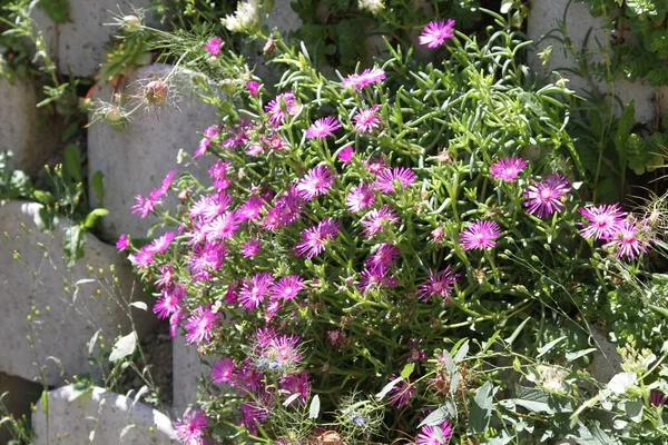 Sluiten Van Een Plant Van Lampranthus Met Sappige Bladeren Hoge — Stockfoto