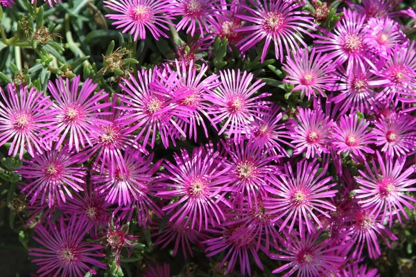 Close Plant Lampranthus Succulent Leaves High Quality Photo — Stock Photo, Image