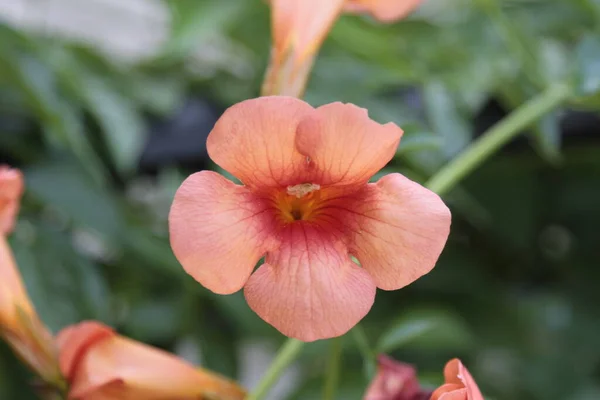 Close Trumpet Vine Bignonia Grandiflora Flowers High Quality Photo —  Fotos de Stock