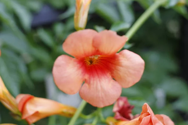 Close Trumpet Vine Bignonia Grandiflora Flowers High Quality Photo —  Fotos de Stock