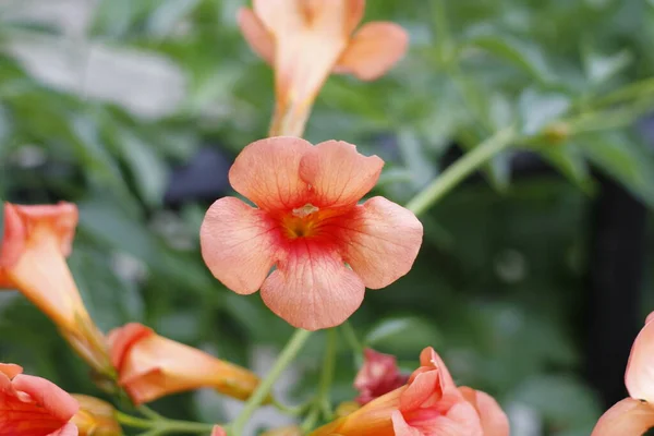 Close Trompete Videira Bignonia Grandiflora Flores Foto Alta Qualidade — Fotografia de Stock