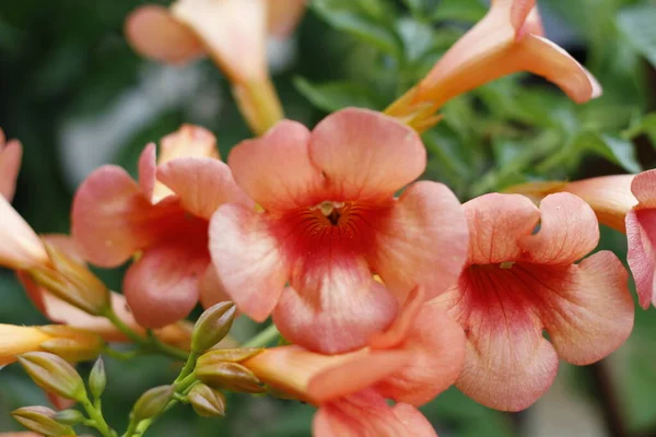 Close Trumpet Vine Bignonia Grandiflora Flowers High Quality Photo —  Fotos de Stock