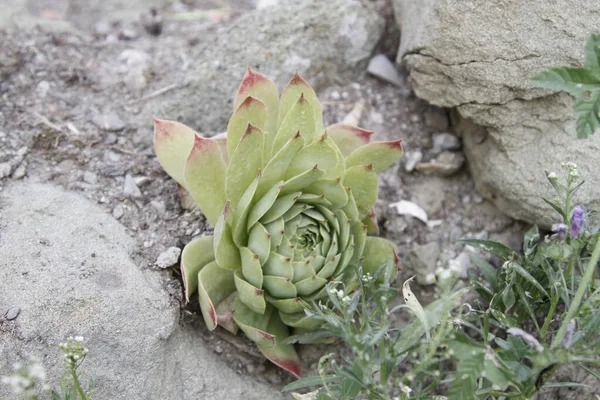 Bir Sürü Sulu Sempervivum Bitkisi Yüksek Kalite Fotoğraf — Stok fotoğraf