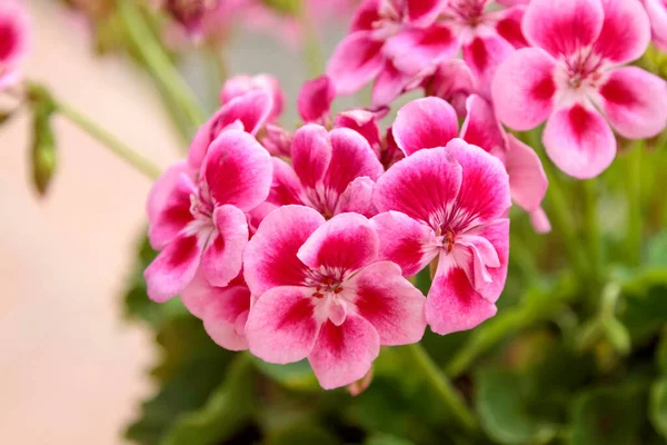 Close Geranium Pelargonium Plant High Quality Photo —  Fotos de Stock