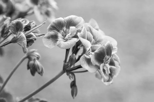 Primo Piano Una Pianta Geranio Pelargonium Foto Alta Qualità — Foto Stock