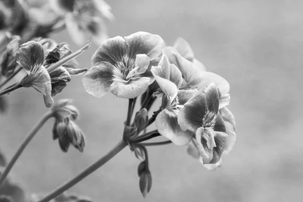 Primo Piano Una Pianta Geranio Pelargonium Foto Alta Qualità — Foto Stock