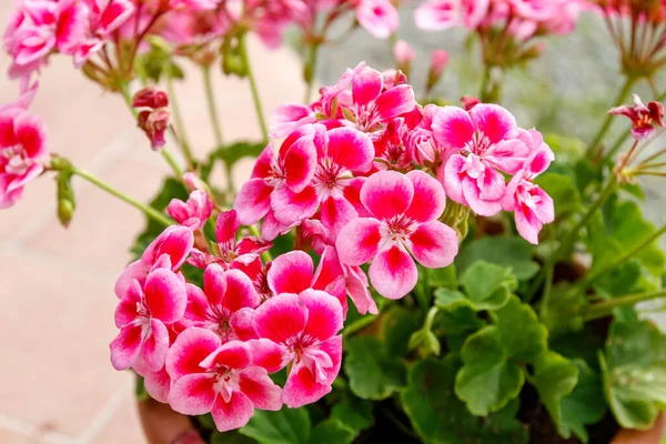 Close Geranium Pelargonium Plant High Quality Photo —  Fotos de Stock