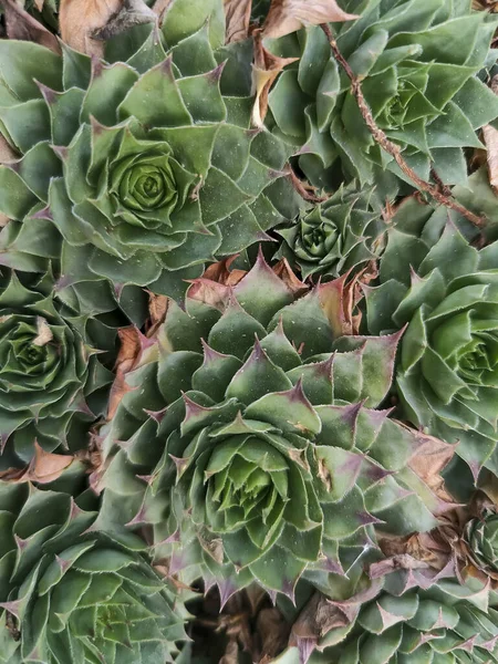 Yeşil Kırmızı Echeveria Bitkilerinden Oluşan Bir Grubun Yakın Çekimi Yüksek — Stok fotoğraf