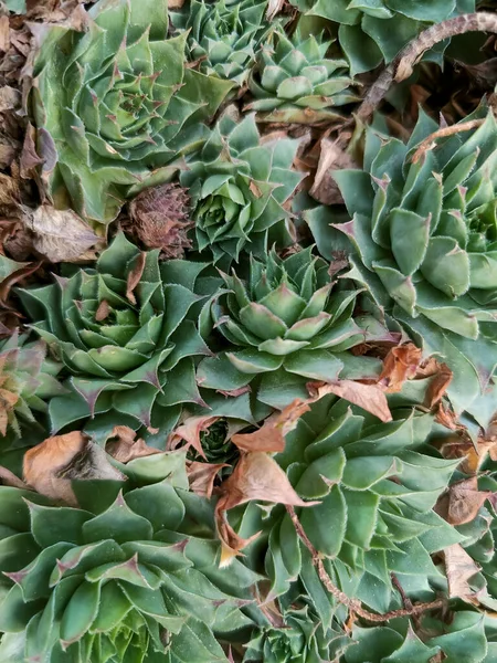 Yeşil Kırmızı Echeveria Bitkilerinden Oluşan Bir Grubun Yakın Çekimi Yüksek — Stok fotoğraf