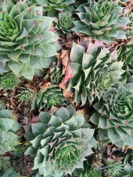 Yeşil Kırmızı Echeveria Bitkilerinden Oluşan Bir Grubun Yakın Çekimi Yüksek — Stok fotoğraf