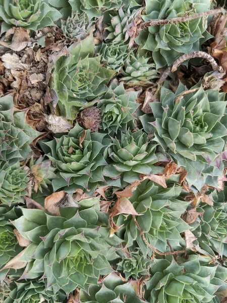 Primo Piano Gruppo Piante Verdi Rosse Echeveria Foto Alta Qualità — Foto Stock