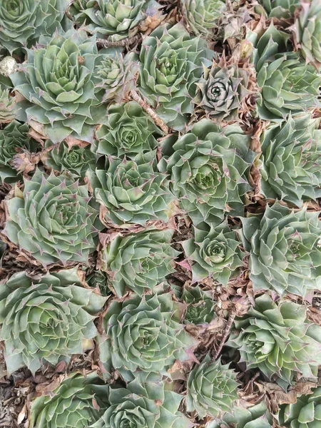 Close Group Green Red Echeveria Plants High Quality Photo — Stock Photo, Image