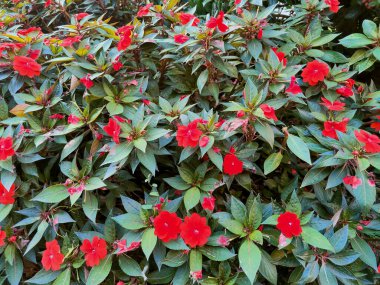 Kırmızı balsamin Impatiens Balsamina çalılığına yaklaş. Yüksek kalite fotoğraf