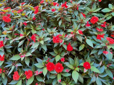 Kırmızı balsamin Impatiens Balsamina çalılığına yaklaş. Yüksek kalite fotoğraf
