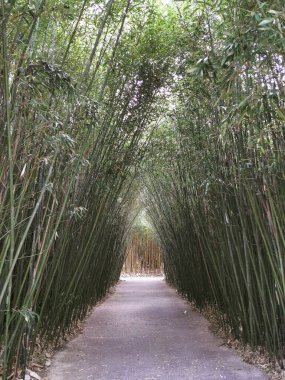 Sandıkların arasında bambu orman koridoru var. Yüksek kalite fotoğraf