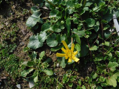 Bir Buttercap Ranunculus Ficaria 'ya yakın çekim. Yüksek kalite fotoğraf
