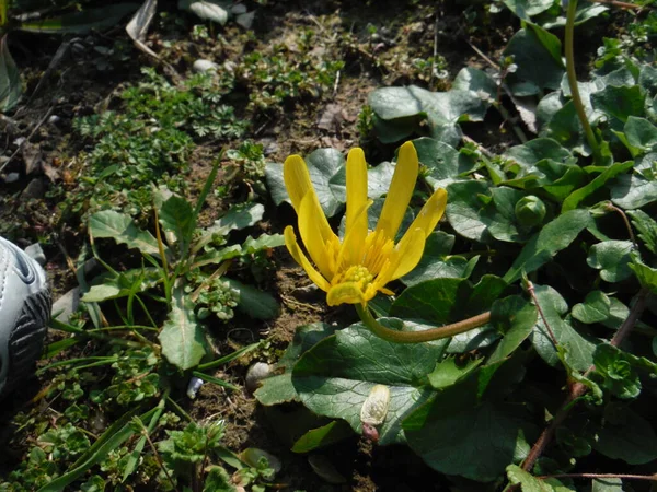 关闭了一个蝴蝶帽Ranunculus Ficaria 高质量的照片 — 图库照片