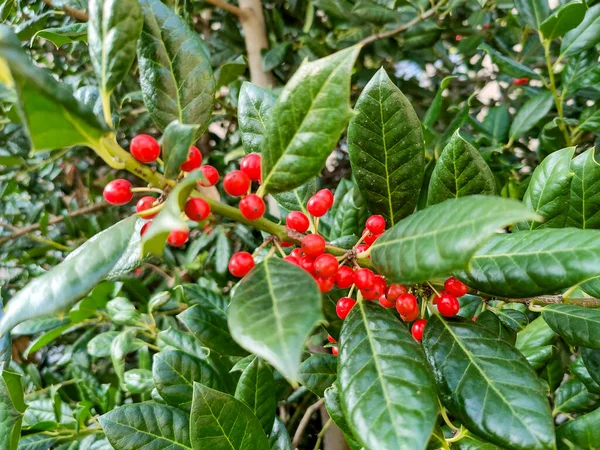 ウィンターベリーアグリフォリウムIlex Aquifoliumの葉と赤い果実を閉じます 高品質の写真 — ストック写真