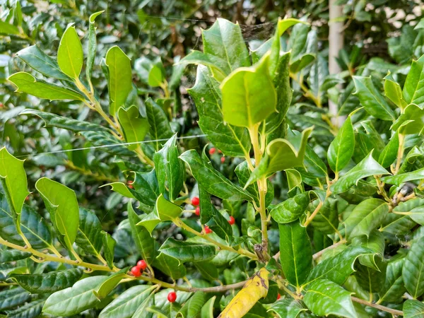 ウィンターベリーアグリフォリウムIlex Aquifoliumの葉と赤い果実を閉じます 高品質の写真 — ストック写真