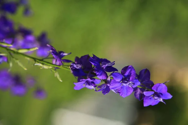 Feche Uma Fábrica Delphinium Larkspur Azul Foto Alta Qualidade — Fotografia de Stock