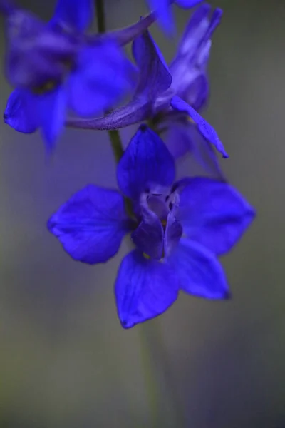 Közelről Kék Pacsirta Delfinium Virágok Kiváló Minőségű Fénykép — Stock Fotó