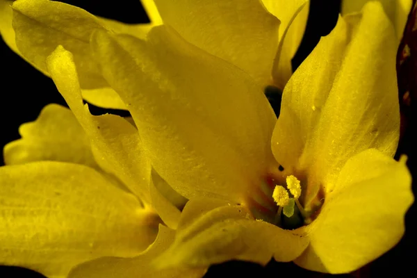 Sarı Forsythia Avrupa Çiçeklerini Kapatın Yüksek Kalite Fotoğraf — Stok fotoğraf