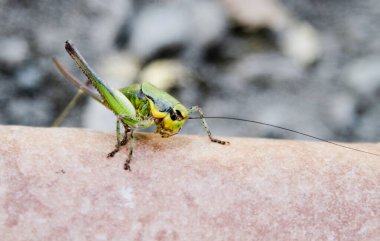 Yerde büyük yeşil bir çekirge var. Yüksek kalite fotoğraf
