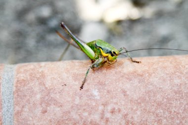 Yerde büyük yeşil bir çekirge var. Yüksek kalite fotoğraf
