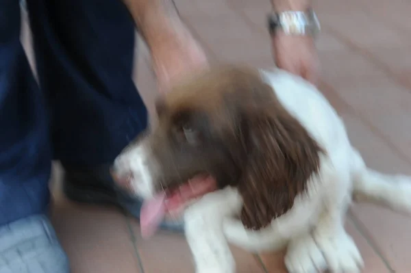 Brown White Colored Springer Spaniel Puppy Dog High Quality Photo — Stock Photo, Image