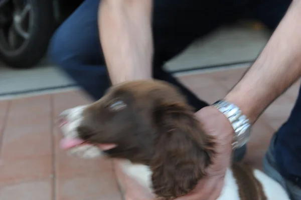 Chien Chiot Springer Spaniel Couleur Marron Blanche Photo Haute Qualité — Photo