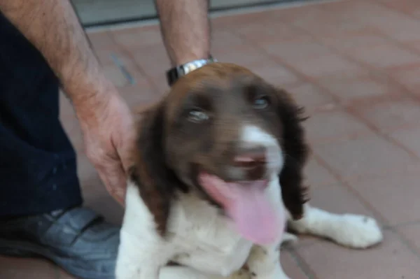 Brown White Colored Springer Spaniel Puppy Dog High Quality Photo — Stock Photo, Image