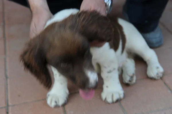 Brown White Colored Springer Spaniel Puppy Dog High Quality Photo — Stock Photo, Image