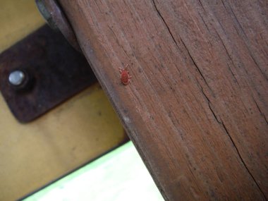 Tahta panelde kırmızı böcek var. Yüksek kalite fotoğraf