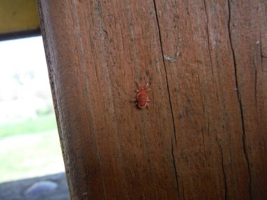 Tahta panelde kırmızı böcek var. Yüksek kalite fotoğraf