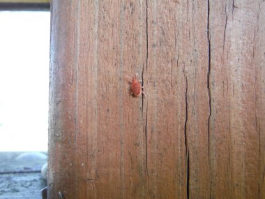 Tahta panelde kırmızı böcek var. Yüksek kalite fotoğraf