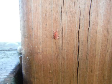 Tahta panelde kırmızı böcek var. Yüksek kalite fotoğraf