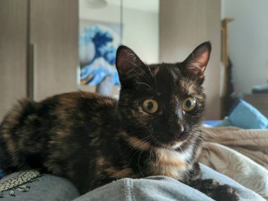 Evcil kedi Kaplumbağa ölçekli Tabby portresi. Yüksek kalite fotoğraf