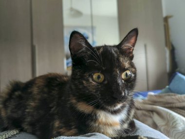 Evcil kedi Kaplumbağa ölçekli Tabby portresi. Yüksek kalite fotoğraf