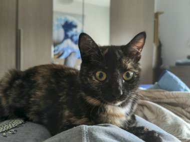 Evcil kedi Kaplumbağa ölçekli Tabby portresi. Yüksek kalite fotoğraf