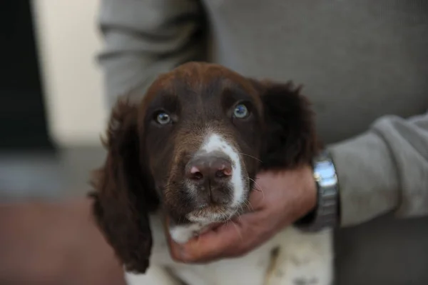 Brown White Colored Springer Spaniel Puppy Dog High Quality Photo — Stock Photo, Image