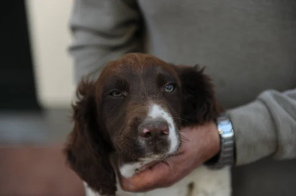 Cane Cucciolo Springer Spaniel Colore Marrone Bianco Foto Alta Qualità — Foto Stock