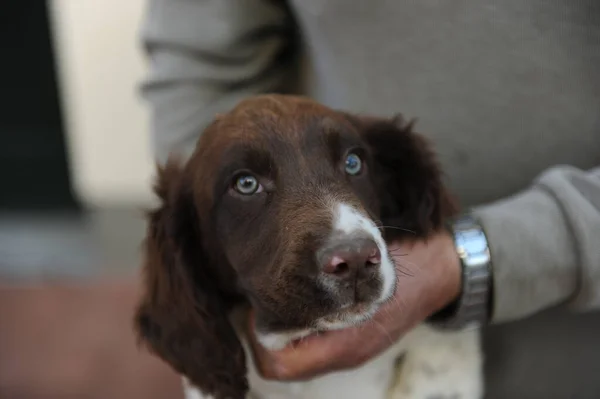 Cane Cucciolo Springer Spaniel Colore Marrone Bianco Foto Alta Qualità — Foto Stock