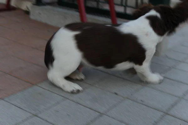 Chien Chiot Springer Spaniel Couleur Marron Blanche Photo Haute Qualité — Photo